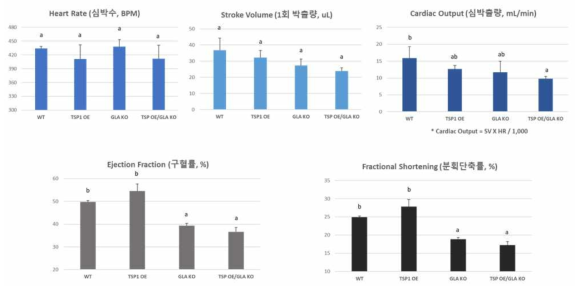 12개월령 마우스에서 심부전 가능성 확인