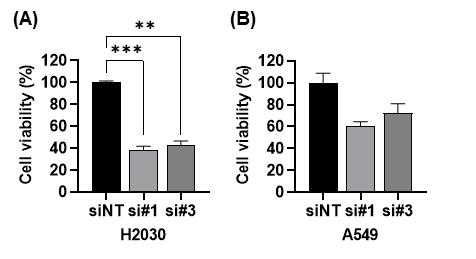 ATAD2의 발현 억제에 의한 폐암 세포주의 생존도 감소. (A) H2030 세포주와, (B) A549 세포주에서 ATAD2 siRNA를 이용하여 ATAD2의 발현을 억제하고, 세포 생존도를 측정하였다. (**; P<0.01, ***; P<0.001, Mean± SEM, n=3)