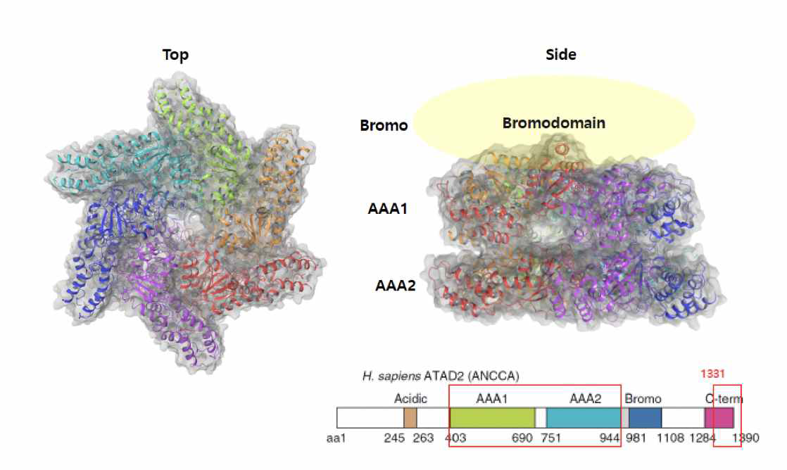 Human ATAD2의 고해상도 초저온 전자현미경 구조- ATAD2 는 두 개의 ATPase domain으로 이루어져 있고 이중 하나의 ATPase domain (AAA1)만 활성을 나타냄. ATAD2는 또한 히스톤 결합도메인인 Bromodomain을 가지고 있음
