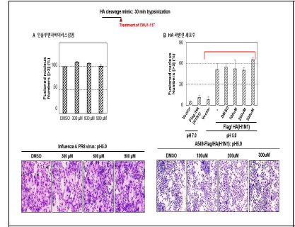 유기저분자 소독물질이 membrane fusion에 미치는 효과 검증 (A) 인플루엔자바이러스에 유기저분자 소독물질을 co-pre treatment후 trypsine을 처리 후 pH5.0에서 membrane fusion assay를 수행함. (B) A549-Flag-HA(H1N1) 세포주에 trypsine을 처리 후 유기저분자 소독물질 처리한 후 membrane fusion assay함.