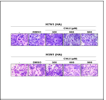 유기저분자 소독물질이 인플루엔자 subtype별 membrane fusion에 미치는 효과 검증 A549 세포주에 H7N1(HA)와 H5N1(HA)를 transfection후에 trypsine을 처리 후 유기저분자 소독 물질 처리한 후 membrane fusion assay함.