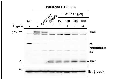 유기저분자 소독물질이 HA cleavage에 미치 는 효과 검증 293T세포에 influenza HA plasmid를 transfection후에 각기 다른 농도의 유기저분자 소독 물질 및 TPCK-trypsin을 처리후 샘플을 준비해 immunoblotting 수행함.