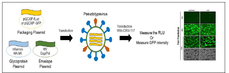 다양한 subtype의 인플루엔자 HA Pseudotype virus 제작 및 생산 pseudotype 바이러스 construct제작 후 293T 세포주에 pseudotype 바이러스 생산에 필요한 여러 plasmid들을 transfection후 바이러스 확보.