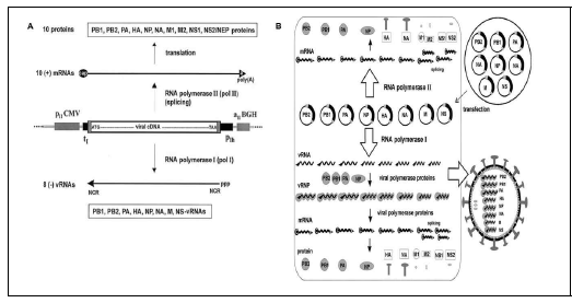 pVAX1-polI vector를 활용 한 reverse genetic 시스템 (A) vRNA 와 mRNA를 합성할수 있는 pol1-polII transcription system (B) 재조합 인플루엔자바이러스를 합성하 기 위한 인플루엔자바이러스 8개의 segment를 포함하는 pVAX1-polI plasmids.