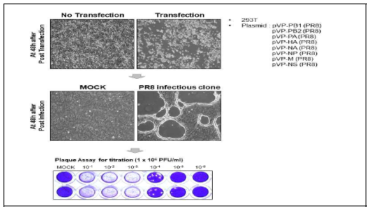 재조합 인플루엔자 바이러스 생산 (A) PB1, PB2, PA, HA, NA, NP, M과 NS 발현 플라스미드를 293T 세포주에 감염시켜 바이러스 생산 후 MCDCK세포주에서 감염후 amplification시킴. 플라트어세이를 통해 바이러스 정량함.