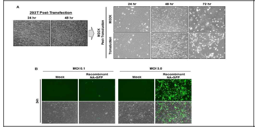 재조합 GFP 인플루엔자 바이러스 생산 (A) PB1, PB2, PA, HA, NA, NP, M과 NS 발현 플라스미드를 293T 세포주에 감염시켜 바이러스 생산 후 MCDCK세포주에서 감염후 amplification시킴. (B) NA-GFP 재조합 인플루엔자 바이러스 감염 후 GFP발현 확인함.