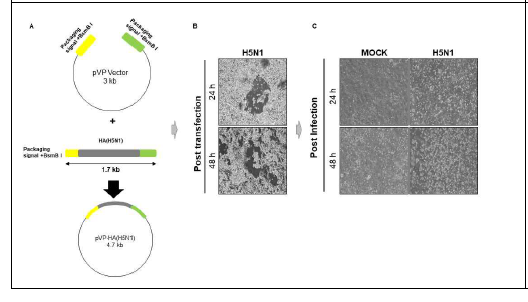 HA(H5N1) 재조합 인플루엔자 바이러스 제작 (A) pVAX1/polI 벡터에 HA(H5N1)을 BsmBI 제한효소를 이용해 제작함. (B) PB1, PB2, PA, NA, NP, M, NS, HA(H5N1)을 발현하는 플라스미드를 293T 세포주에 감염시켜 바이러스 생산 후 MCDCK세포주에서 감염후 amplification시킴.