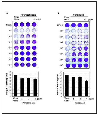 Peracetic acid 및 Citric acid의 virucidal 효 과 검증 (A) MDCK 세포주에 인플루엔자바이러스 (MOI 1.0) 감염 후 각기 다른 peracetic acid 농도에서의 virucidal 효능 검증. (B) MDCK 세포주에 인플루엔자바 이러스 (MOI 1.0) 감염 후 각기 다른 citric acid 농도에 서의 virucidal 효능.