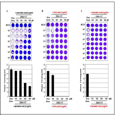 농도별 유기저분자 소독물질이 인플루엔자바이러스의 유 전자발현에 미치는 영향 규명 MDCK 세포주에 인플루엔자바이러스 (PR8, MOI 1.0) 감염 및 유기저분자 소독물질 (CWJI-117)과 기 존의 살균소독제 (peracetic acid 및 ctric acid)를 각기 다른 농도 별로 처리 후 plaque assay를 수행함.