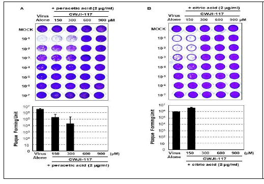 H3N2 (HA) 재조합 인플 루엔자 바이러스에 대한 citric acid 와 유기저분자 소독물질의 virucidal 효과 검증 MDCK 세포주에 인플루엔자바이러 스 (MOI 1.0) 감염 후 (A) peracetic acid와 각기 다른 농도에 서의 유기저분자 소독물질의 virucidal 효능 검증. (B) citiric acid와 각기 다른 농도에서의 유기 저분자 소독물질의 virucidal 효능 검증.