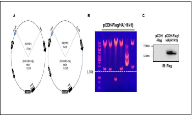 Pseudotype 바이러스 제작을 위한 조류인플루엔자 HA construct 제작 (A & B) 인플루엔자 A H1N1 HA expressing lentiviral expression construct map과 right clone 확보. (C) pCDH-Flag-HA(H1N1) plasmid 발현을 293T 세 포주에서 IB을 통해 확인.