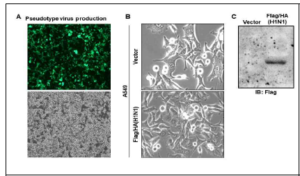 인플루엔자 HA발현 세포주 제작 (A) lentiviral packaging plasmids를 이용 인플루엔자 A H1N1 HA expressing lentivirus제작. (B) 인플루엔 자 A H1N1 HA expressing pseudoviral particle을 A549세포주에 transduction후 puromycin selection 을 통해 HA발현 A549 세포주 획득. (C) A549-Flag-HA(H1N1)세포주에서 HA유전자 발현을 IB을 통해 확인함.