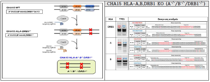 CHA15-hESC HLA biallelic KO 배아줄기세포주 제작