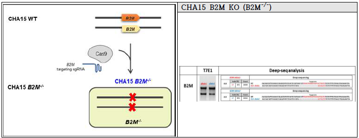 CHA15-hESC B2M (Beta-2 microglobulin) KO 줄기세포주 제작