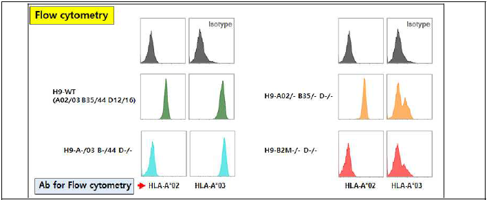 HLA-A02 & A03 유전자들의 발현 여부 확인