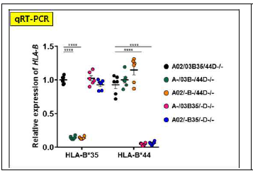 HLA-B35 & B44 유전자들의 발현 여부 확인