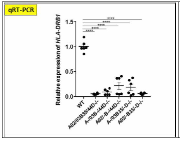 HLA-DRB1 유전자들의 발현 여부 확인