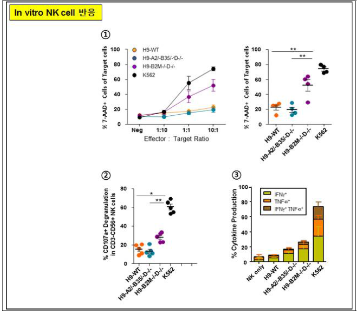 HLA 유전자편집 세포주들의 NK 세포 반응 실험