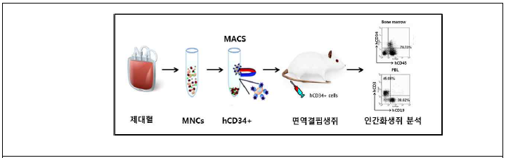 인간화생쥐를 제작 실험 모식도