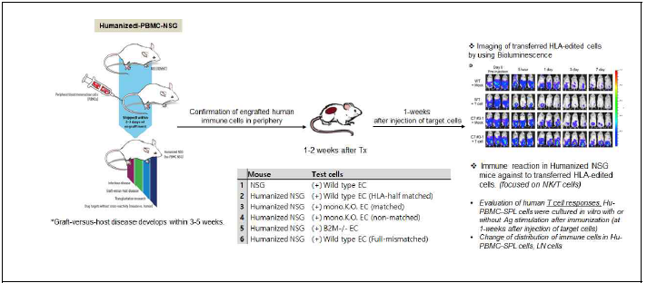 인간말초혈액단핵세포를 이용한 인간화생쥐 제작 및 분석법 모식도