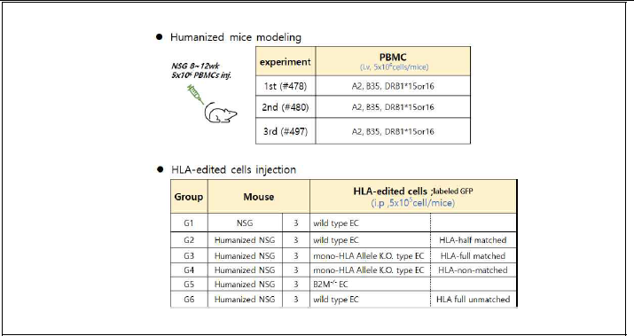 인간화생쥐 제작에 사용하는 특정 HLA 표현형을 가진 말초혈액단핵세포와 HLA 유전자편집 세포주