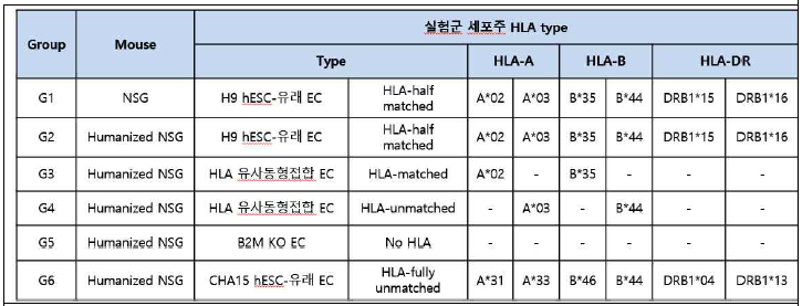 In vivo 면역반응 분석에 사용한 HLA 유사동형접합 혈관내피세포 실험군