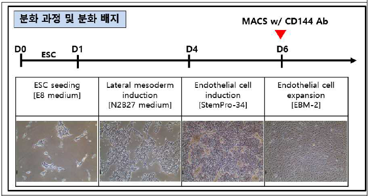 HLA 유사동형접합 배아줄기세포주 6종을 분화과정에 맞추어 혈관내피세포로 분화