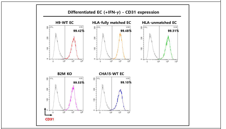 분화된 HLA 유사동형접합 EC 세포주들의 EC 표면항원의 발현 확인