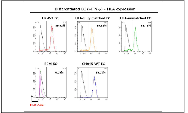 각 분화된 혈관내피세포(EC)들의 HLA 표면항원의 발현 확인