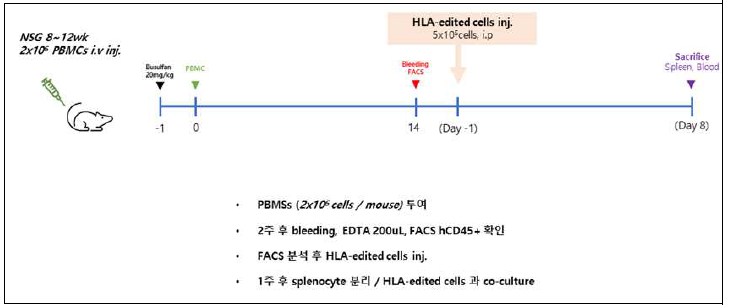 인간화생쥐를 이용한 HLA 유사동형접합 유래 혈관내피세포의 in vivo 면역반응 분석 scheme