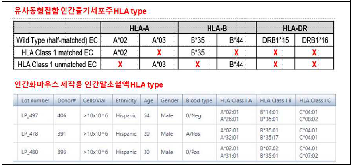 HLA 유사동형접합 줄기세포 및 말초혈액 단핵세포의 HLA 형 비교