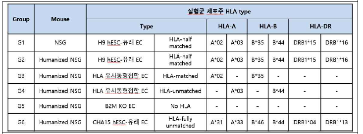 In vivo 면역반응 분석에 사용될 HLA 유사동형접합 신경전구세포 실험군