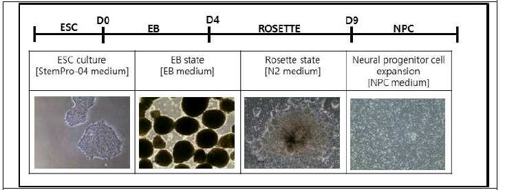 HLA 유사동형접합 배아줄기세포주 6종을 분화과정에 맞추어 신경전구세포로 분화
