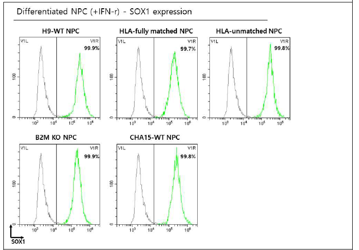 분화된 HLA 유사동형접합 NPC 세포주들의 NPC 마커 발현 확인