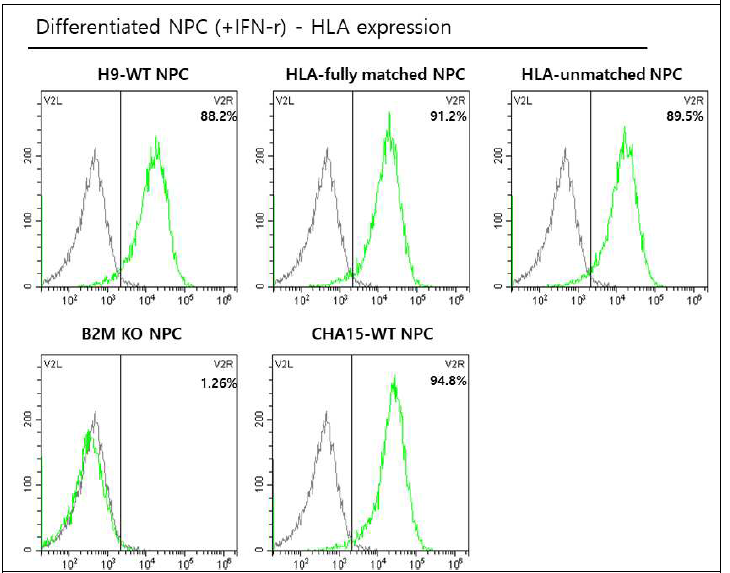 각 분화된 신경전구세포(NPC)들의 HLA 표면항원의 발현 확인