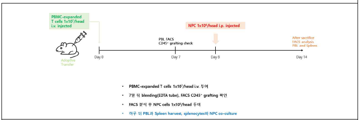 인간화생쥐를 이용한 HLA 유사동형접합 신경전구세포의 in vivo 면역반응 분석 scheme