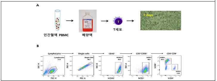 인간말초혈액단핵세포 유래 T 세포 증식 및 표현형 분석