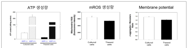 세포 보관조건에 따른 분리된 미토콘드리아의 특성 변화