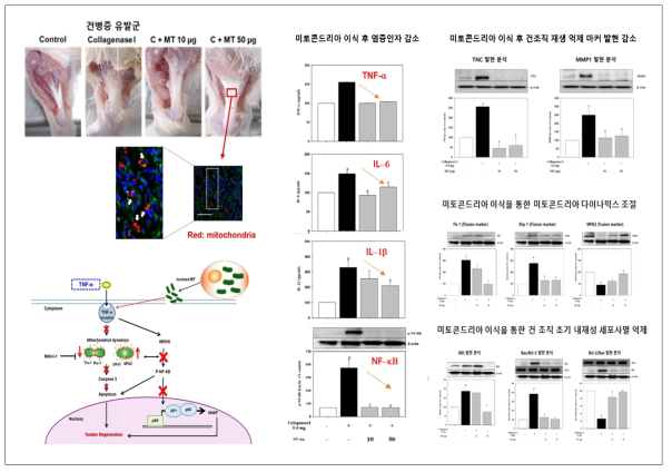 건병증 동물 모델에서 미토콘드리아 이식에 따른 치료효능 기전 분석