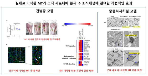 질병 유발 부위의 MT 손상 및 이식된 MT 확인 및 치료