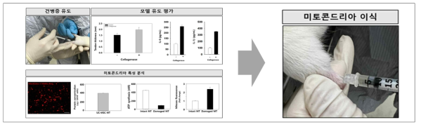 건병증 동물 모델 기반 미토콘드리아 이식 치료효능 재현성 시험