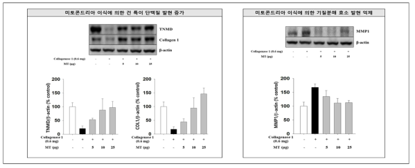 미토콘드리아 이식 후 건조직 특이적 단백질의 발현 증가 및 기질분해효소 감소