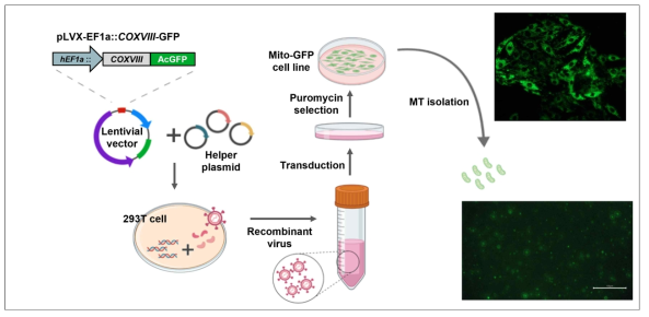 GFP-미토콘드리아를 발현하는 세포주 제작 및 분리한 미토콘드리아의 성상