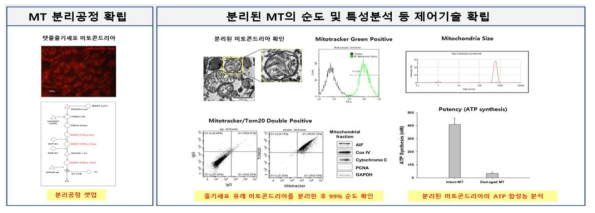 미토콘드리아 제조공정 SOP 및 기시법 확립
