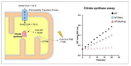 중간엽줄기세포로부터 분리된 미토콘드리아의 citrate synthase 활성 측정