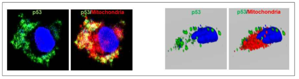 미토콘드리아-p53 결합체의 암세포 내 localization: confocal microscopy.
