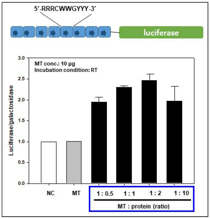 미토콘드리아-p53 세포 내 이동 후 p53 전사인자 활성 분석 (p53 reporter luciferase assay)