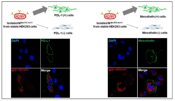 PDL1 및 mesothelin 양성 암세포주로의 타겟팅