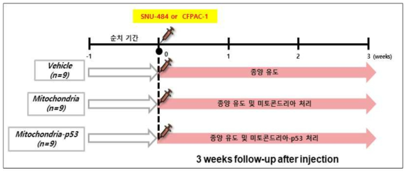 in vivo 동물 효능 시험을 위한 대조군 및 시험군 처리