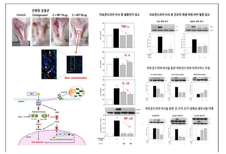 건병증 동물 모델에서 미토콘드리아 이식에 따른 치료효능 기전 분석.